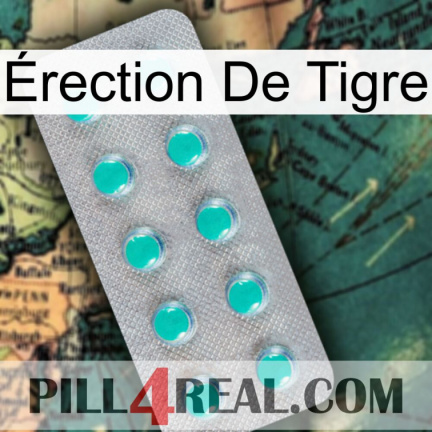 Érection De Tigre 28